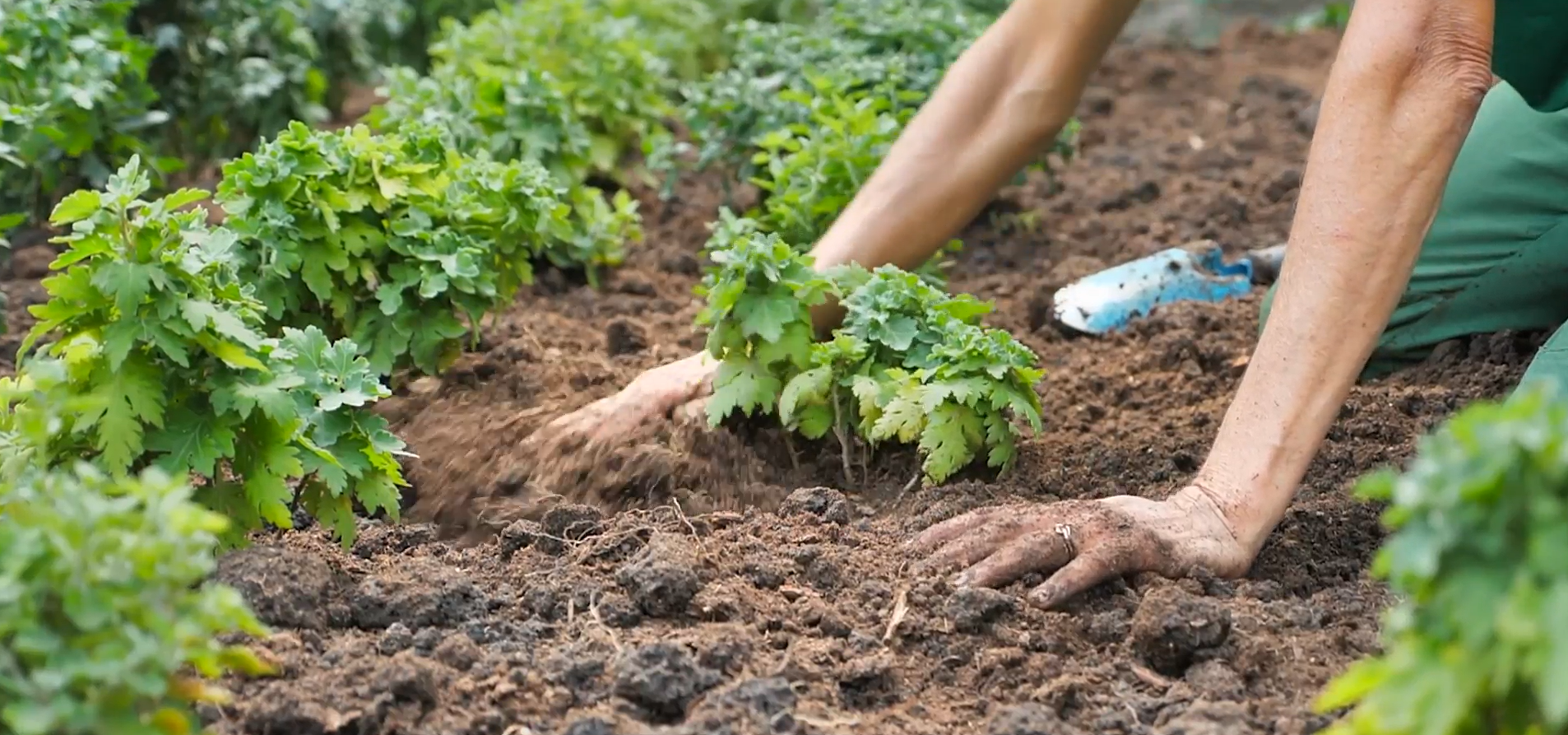 Compost Application