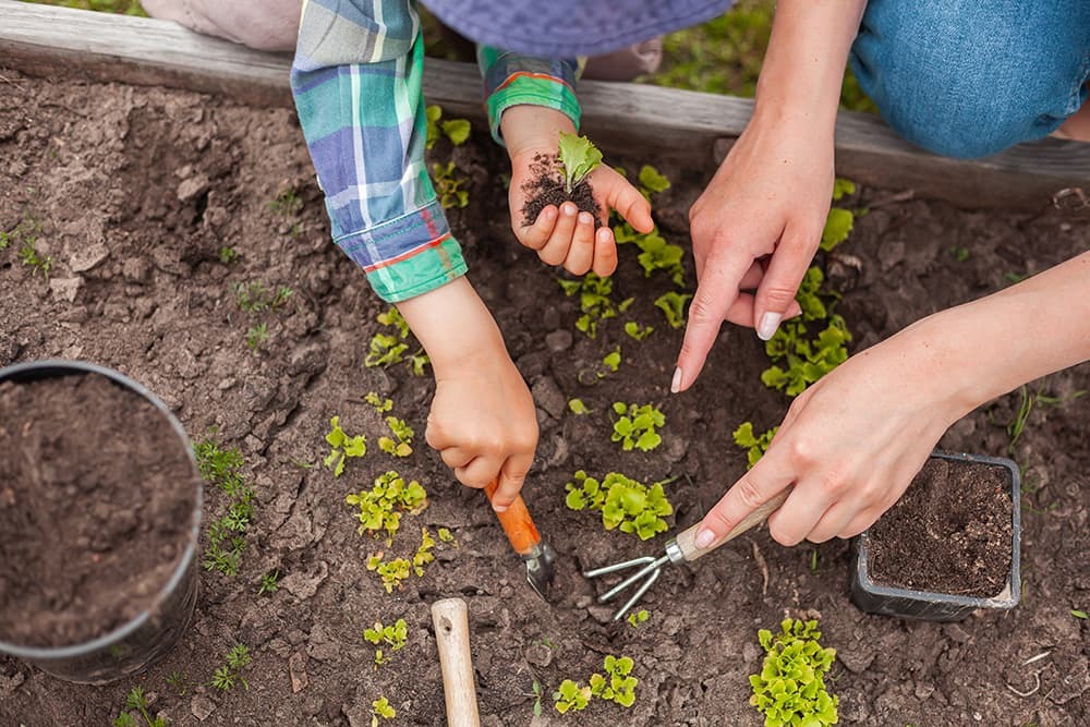 439262636-Nurseries-Gardening-1000px